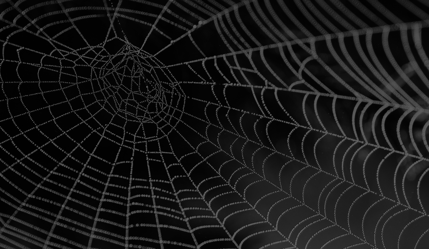 A spiders web, similar to the complex world wide web.